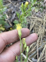 Doellingeria breweri