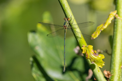 Chalcolestes viridis