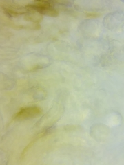 Steccherinum nitidum