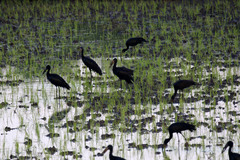 Anastomus lamelligerus