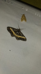 Harutalcis vialis