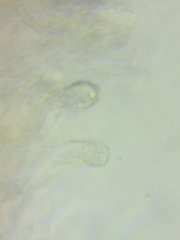 Steccherinum nitidum