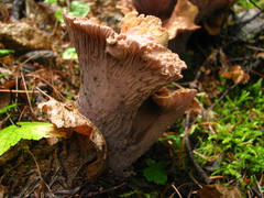Gomphus clavatus