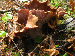 Gomphus clavatus