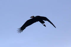 Anastomus lamelligerus