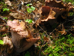 Gomphus clavatus