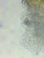 Steccherinum nitidum