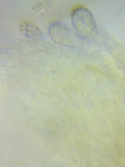 Steccherinum nitidum