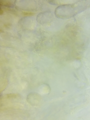 Steccherinum nitidum