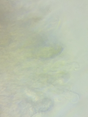 Steccherinum nitidum