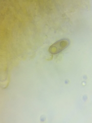 Steccherinum nitidum