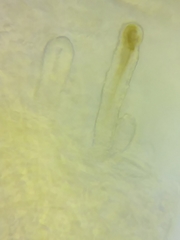 Steccherinum nitidum