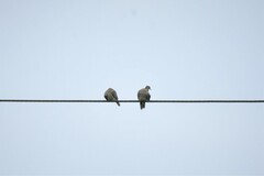 Streptopelia senegalensis