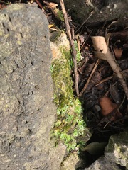 Marchantia polymorpha ruderalis