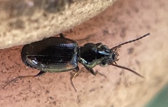 Bembidion mutatum