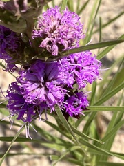 Liatris squarrosa glabrata