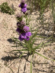 Liatris squarrosa glabrata