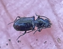 Bembidion mutatum