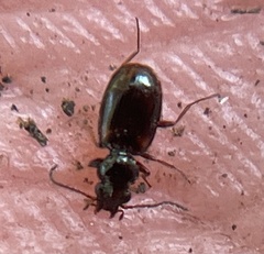 Bembidion mutatum