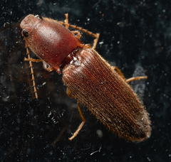 Athous cucullatus