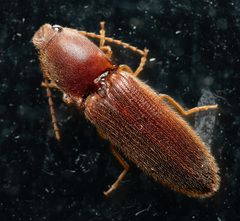 Athous cucullatus