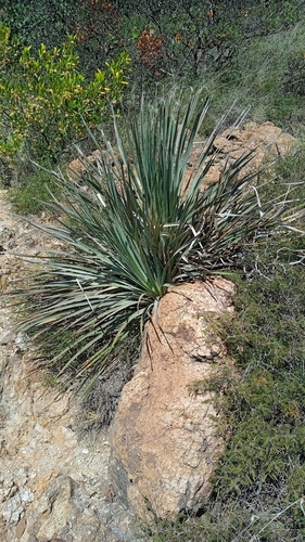 Dasylirion parryanum