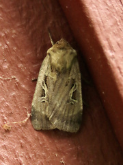 Cerastis enigmatica