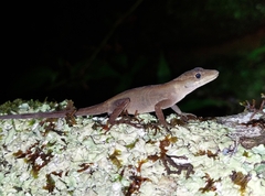Anolis zapotecorum