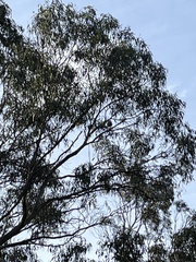 Coracina novaehollandiae