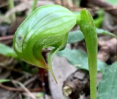 Pterostylis nutans