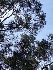 Platycercus caledonicus