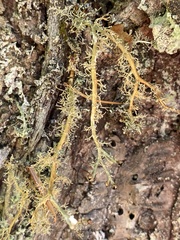 Sphaerophorus venerabilis