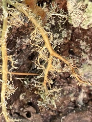 Sphaerophorus venerabilis