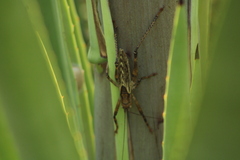 Ancistrocercus circumdatus