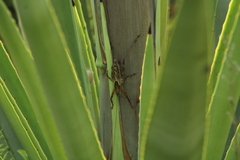 Ancistrocercus circumdatus