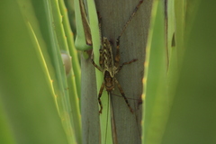 Ancistrocercus circumdatus