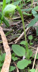 Pterostylis nutans