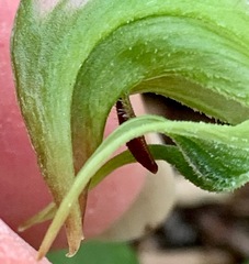Pterostylis nutans