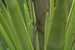 Ancistrocercus circumdatus