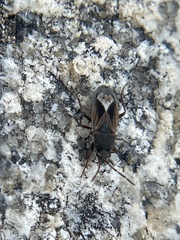 Malezonotus
