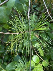 Cronartium ribicola