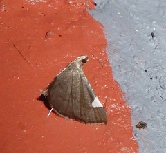 Cangetta