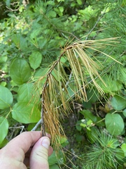 Cronartium ribicola