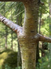 Cronartium ribicola