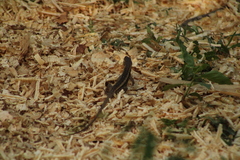 Sceloporus siniferus
