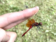 Sympetrum speciosum