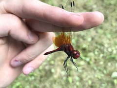 Sympetrum speciosum