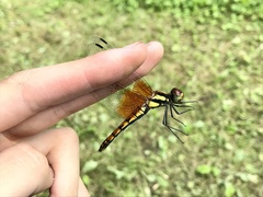 Sympetrum speciosum