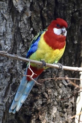 Platycercus eximius