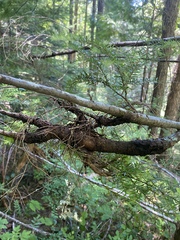 Arceuthobium tsugense tsugense